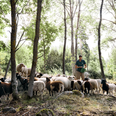Scan Sverige samlar branschen för en starkare svensk köttproduktion