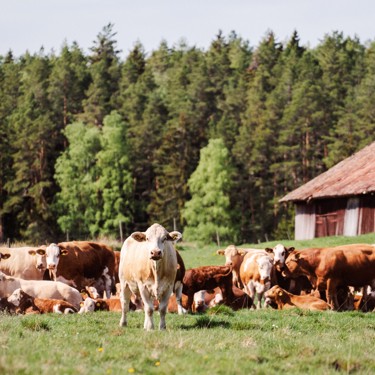 Scan Sveriges förvärv av Delsbo Slakteri och Jämtlandsgården har slutförts